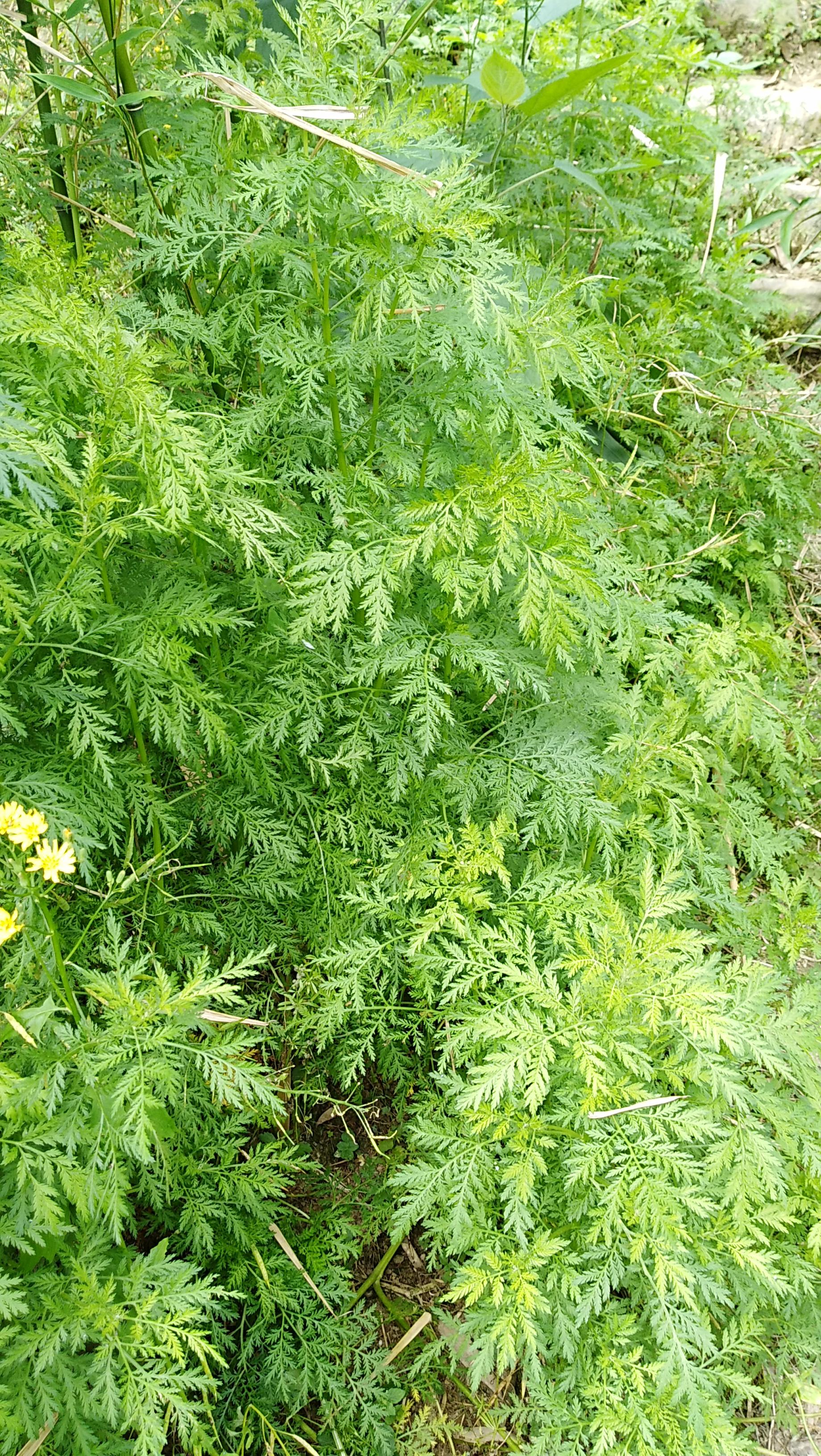 辽宁与山东,一场跨越地域的文化碰撞 辽宁与山东,一场跨越地域的文化碰撞